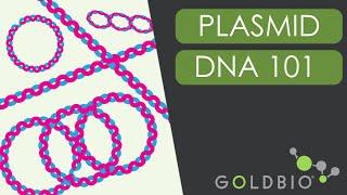 Plasmid Conformations 101: From Relaxed to Supercoiled DNA