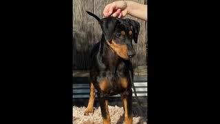 German Pinscher Scent detection
