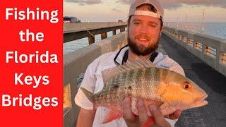 How To Catch Fish On Any Florida Key Bridge