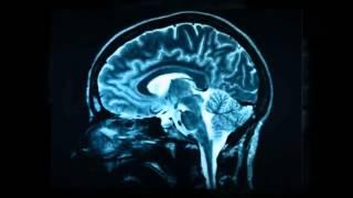 El cerebro y las drogas
