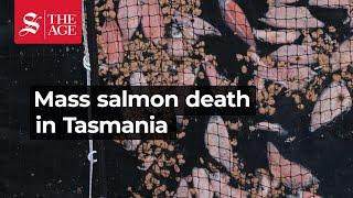 A mass mortality event has occurred in south-east Tasmania's salmon industry this month.