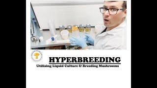 Hyperbreeding (cordyceps) mushrooms: How to breed mushrooms with less petri dishes in shorter time