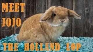 Meet JoJo the Holland Lop Bunny