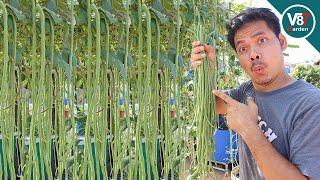 How to Grow Long Beans to Get High Yields