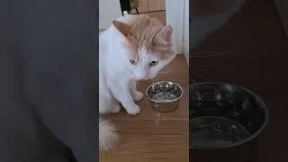 Twin cat flicks ear in slow motion
