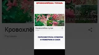 Мем про странные растения