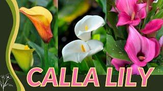 The Beginner's Guide to CALLA LILY! (Zantedeschia aethiopica) "Arum Lily" 