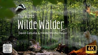 Wilde Wälder | Naturfilm, ganze Doku [4K] Dokumentation deutsch