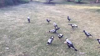 Magpie madness