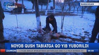 Noyob qush tabiatga qo'yib yuborildi