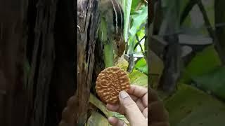 his cravings lead him amidst monsoon... #petsquirrel #feed #biscuit