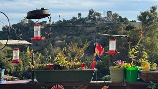 LIVE  Hummingbirds in Southern California Merry Christmas from Robbie and Gary Gardening Easy