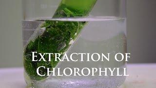 Extraction and Fluorescence of Chlorophyll