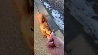 Adorable Squirrel Spots Human With Snacks