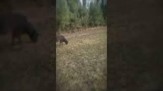 #cowvideo #tiktokcow #animals #reg #shortvideo