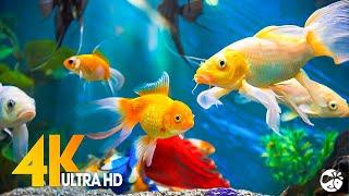 Aquarium 4K VIDEO (ULTRA HD)  Beautiful Coral Reef Fish - Relaxing Sleep Meditation Music