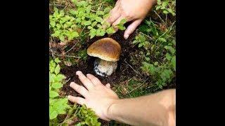 VAL di LEDRO, TRENTINO, monte Tremalzo - PORCINI DI FINE SETTEMBRE