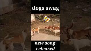 NEW SONG RELEASED! DOGS SWAG! FUNNY VIDEO