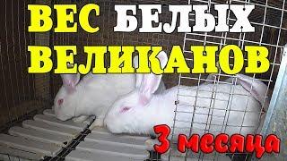 БЕЛЫЕ ВЕЛИКАНЫ / ВЕС 3 месяца