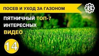Посев и уход за газоном. Пятничная подборка интересных видео