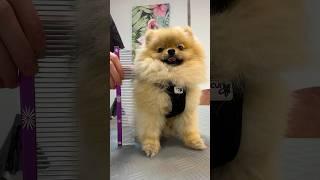  The Smallest Pomeranian Spitz  Mini Baby Leo at the Grooming ️