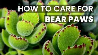 BEST TIPS | HOW TO CARE FOR BEAR PAW COTYLEDON TOMENTOSA SUCCULENTS