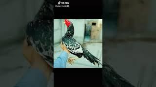 Aseel murga Lahore   Raja  TAYYAB