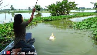 Dari mana datangnya,,, Sungai nya kecil Ikan nya sebesar ini