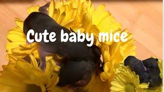 Adorable baby mice to make your day better 