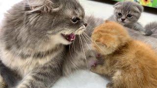 Ginger kitten's first meeting with the cat  Will she feed him or not?