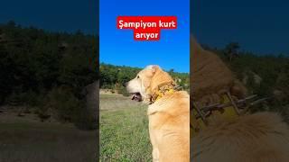 Şampiyon kurt arıyor  #aileçiftliği #köpek #animals