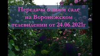 Передача о моем саде Воронежского телевидения от 24. 06. 21 СЕЗОН ЗАБОТ.