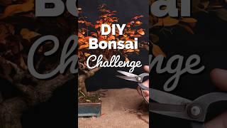 I Challenge You to Create a Bonsai Tree #bonsaitreesforbeginners