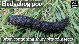 What animal poo is this?