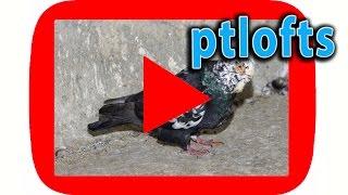 pigeons Mariola Portugal must see