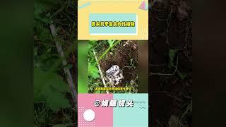 怪不得小说里总说后宫埋尸的地方花开的最艳 #月季 #种花 #万万没想到 #冷知识#shorts
