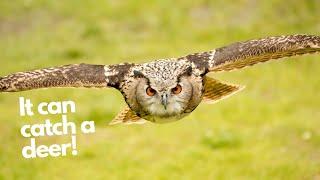 Focus on Eurasian Eagle owl -  The most powerful species of owl in the world!