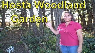 How to Create or Grow  a Hosta Woodland Garden / Growing Hostas