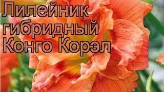 Лилейник гибридный Конго Корэл (congo coral)  обзор: как сажать, рассада лилейника Конго Корэл