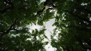 Trees Vol. 4 - Strong Wind Trees + Mixed Wind Blueprint - Unreal Engine 4.26 (4K)