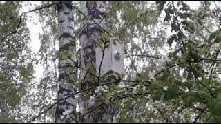 Bird house with wifi camera in the forest. 2022.05.21 08:15 (+5 degrees Celsius)