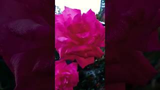 Best beautiful pink  #gardening #flowers #shortvideo