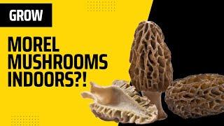 Growing Morel Mushrooms Indoors - Is THIS Possible?!