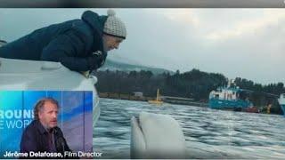 Hvaldimir: How the 'spy-whale' helped scientists better understand whale language • FRANCE 24