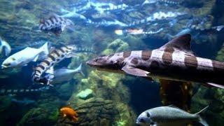  Relaxing 3 Hour Video of Ocean Fish