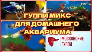 ГУППИ МИКС ДЛЯ ДОМАШНЕГО АКВАРИУМА / GUPPY MIX FOR HOME AQUARIUM