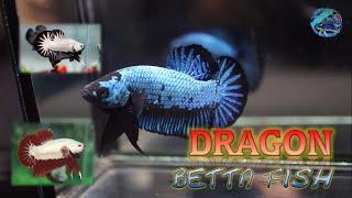 Betta Fish Dragon