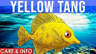 Yellow Tang | All About The Yellow Tang Fish | Yellow Tang Info And Care