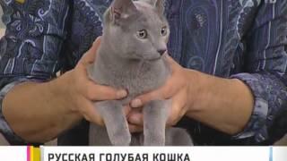 Русская голубая кошка