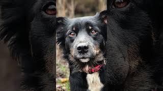 Reese has something to say #dog #hobodog #trainhopper